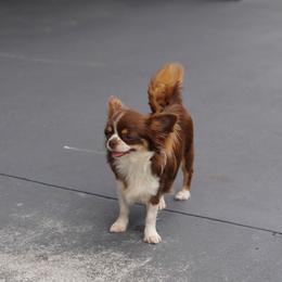 Ines - Chihuahua