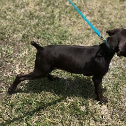 Boy 4 - Liver German Shorthaired Pointer puppy in Jacksonville, Florida from Good-Times K9