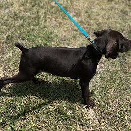 Boy 4 - Liver German Shorthaired Pointer puppy in Jacksonville, Florida from Good-Times K9