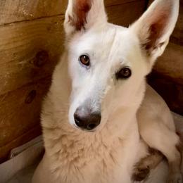 Luna - German Shepherd
