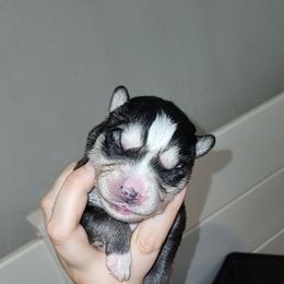 Green - Black and white male Siberian Husky puppy in Swansea, Illinois from Husky B's
