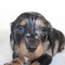 Landon - Dapple male Dachshund puppy in Fairfax, Iowa from Grayson’s Lovable Dachshunds
