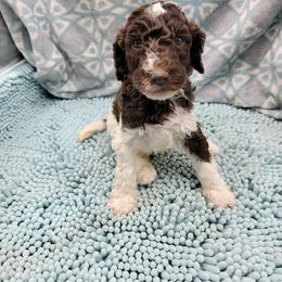 Poodle Puppies from Heather Niemotka