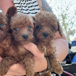 Girl 1 - Red  female Poodle puppy in Vista, California from Red Head Heaven Poodles