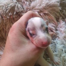 Viola - Blue merle white and tan female Collie puppy in Salineville, Ohio from Aryggeth Collies