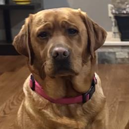 Ophelia - Labrador Retriever