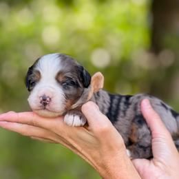 Rafe - Blue merle male Bernedoodle puppy in Bellville, Ohio from Bernedoodle Buddies