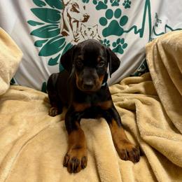 Black Male - Black and rust male Doberman Pinscher puppy in Centralia, Missouri from TopSpots Farm