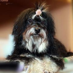 Cherry - Russian Tsvetnaya Bolonka