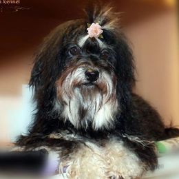 Cherry - Russian Tsvetnaya Bolonka