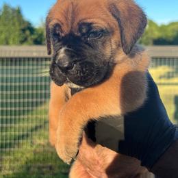 Blue collar - Fawn male Cane Corso puppy in Texas from Jolaw Kennel