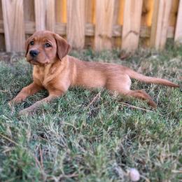 Rosie - Yellow female Labrador Retriever puppy in Carthage, North Carolina from Wicked Pines Retrievers