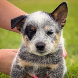 Boy 1 - Blue male Australian Cattle Dog puppy in Blackfoot, Idaho from Circle C Australian Cattle Dogs