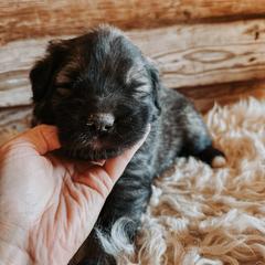 Orange Collar - Gray male Sarplaninac puppy in Pleasant View, Colorado from Pails & Provisions Farm