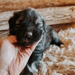 Orange Collar - Gray male Sarplaninac puppy in Pleasant View, Colorado from Pails & Provisions Farm