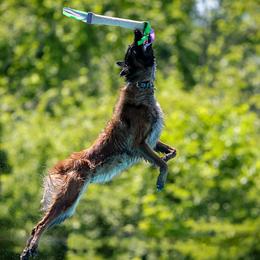 Belgian Tervuren from Reves Vifs Belgian Shepherds