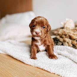 Key - Red  female Goldendoodle puppy in Syracuse, Indiana from The Doodle Cove