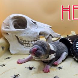 Hel - White and blue fawn female Rat Terrier puppy in Lynn, Alabama from Cryptic Rat Terriers
