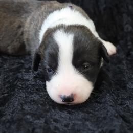 Violet - Brindle and white female Cardigan Welsh Corgi puppy in Livermore, Colorado from Rowe Family