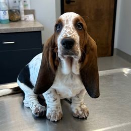 3,450.00 - Red collar Female - Black brown and white female Basset Hound puppy in Columbia, South Carolina from Pawmetto Hounds