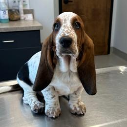 3,450.00 - Red collar Female - Black brown and white female Basset Hound puppy in Columbia, South Carolina from Pawmetto Hounds