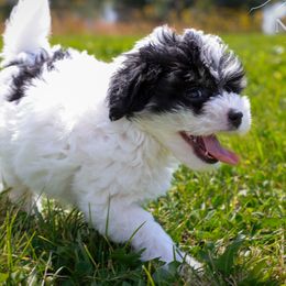 Tulip - Black tri-color female Aussiedoodle puppy in Hamilton, Montana from North Lake Aussies