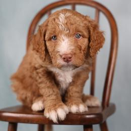 Colorado - male Golden Mountain Doodle puppy in Murray, Utah from Good Looking Dogs