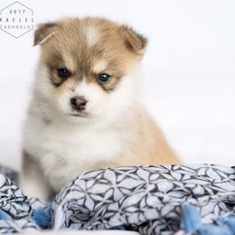Pomsky Puppies from Kaelel Kennels
