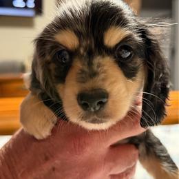 Gordo - Dapple male Dachshund puppy in Griffin, Georgia from Always Trippin' Doxie Life