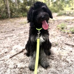 Black - Tri-color male Bernedoodle puppy in Youngstown, Florida from Wonderland’s Boujie Kennels