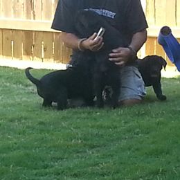 Labrador Retriever Puppies from Hanova Labradors