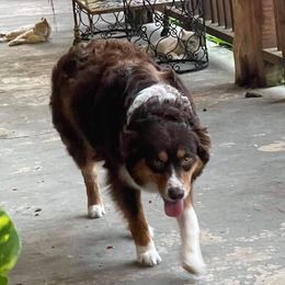 Dixie - Australian Shepherd