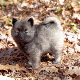 Pomsky Puppies from New World Pomskies