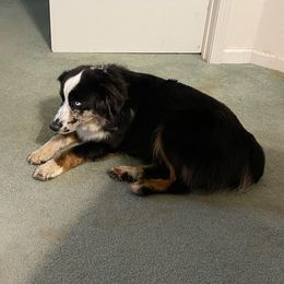 Chanel - Miniature Australian Shepherd