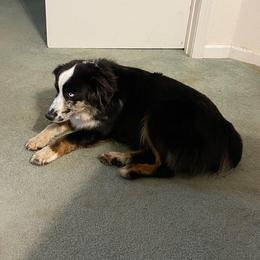 Chanel - Miniature Australian Shepherd