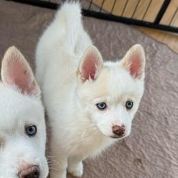 Pink Collar - White female Pomsky puppy in Exeter, Rhode Island from Ocean State Pomskies