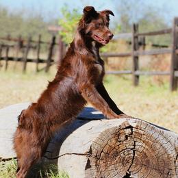 Mocha - Australian Shepherd