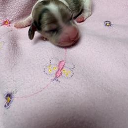 Girl 4 - Dapple female Dachshund puppy in Columbiana, Alabama from Tonya's Dachshunds