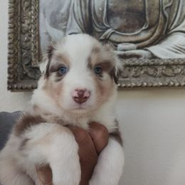 Red Merle Boy - Red merle male Australian Shepherd puppy in Turlock, California from Cherangani Hills Australian Shepherds