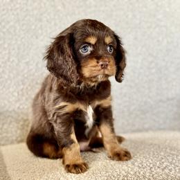Biscotti - Chocolate male Cavalier King Charles Spaniel puppy in Sugarcreek, Ohio from Chocolate Cavalier