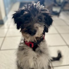 Bordoodle and Labradoodle Puppies from Howdy Doodles