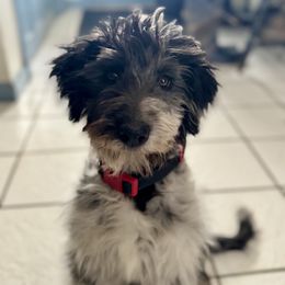 Bordoodle and Labradoodle Puppies from Howdy Doodles