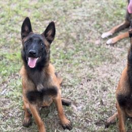 Belgian Malinois Puppies from Fromage Malinois