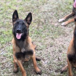 Belgian Malinois Puppies from Fromage Malinois
