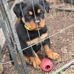 Freya - Black and mahogany female Rottweiler puppy in Tangent, Oregon from Raya's Royals