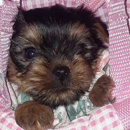 Yorkshire Terriers from New Yorkie City