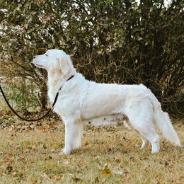 Bailey - Golden Retriever