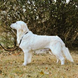Bailey - Golden Retriever