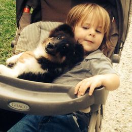 Cane Corso and Shetland Sheepdog Puppies from Redemption Kennels