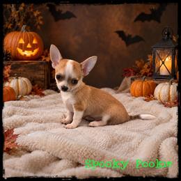 Spooky Pookie - Fawn and white male Chihuahua puppy in Demorest, Georgia from Sourpatch Chihuahuas